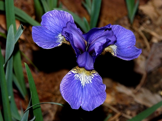 {Iris prismatica}